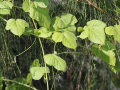 Passiflora vesicaria