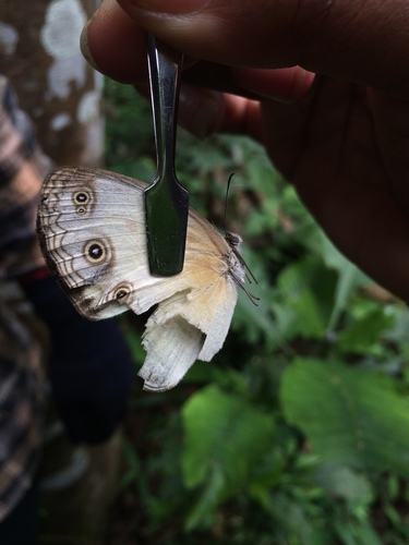 Hallelesis asochis