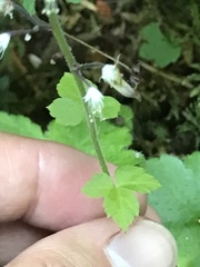 Tiarella trifoliata trifoliata