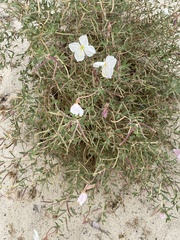 Oenothera hartwegii