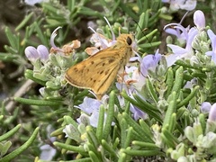 Hylephila phyleus