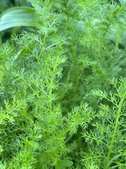 Achillea millefolium