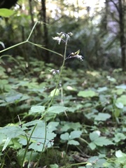 Tiarella trifoliata trifoliata