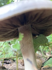 Agaricus californicus