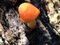 Pluteus aurantiorugosus