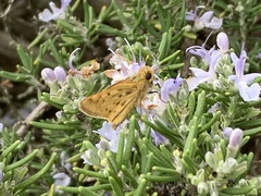 Hylephila phyleus