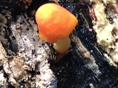 Pluteus aurantiorugosus