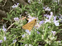 Hylephila phyleus