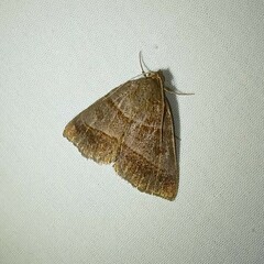 Argyrostrotis deleta