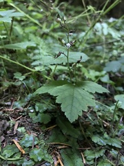 Tiarella trifoliata trifoliata
