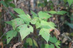 Rubus spectabilis
