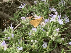 Hylephila phyleus