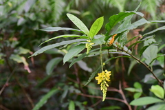 Polygala fallax