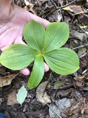 Isotria verticillata