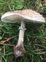Macrolepiota procera