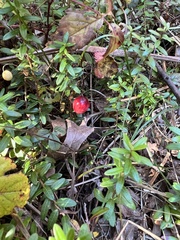 Vaccinium macrocarpon