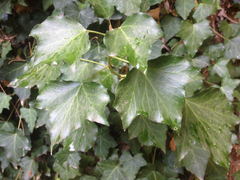 Hedera iberica