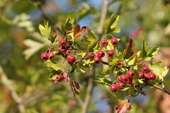 Crataegus monogyna