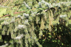 Picea sitchensis