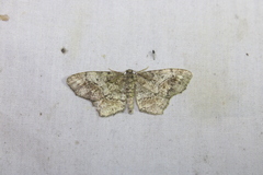 Hypagyrtis