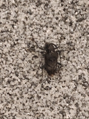 Aegomorphus nigricans