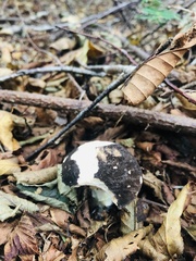 Leccinum variicolor