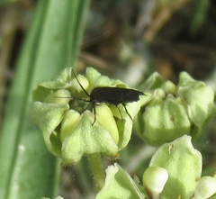 Acoloithus falsarius