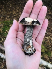 Leccinum variicolor