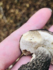 Leccinum variicolor