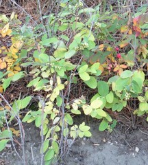 Symphoricarpos occidentalis