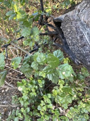 Aceria mackiei