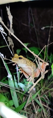 Boana crepitans