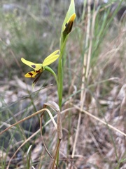 Diuris sulphurea