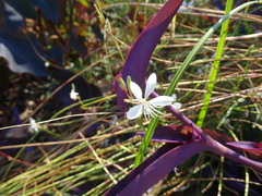 Oenothera lindheimeri