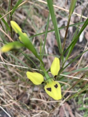 Diuris sulphurea