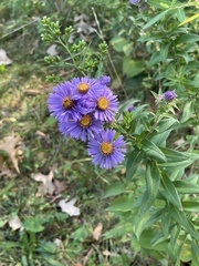 Symphyotrichum novae-angliae