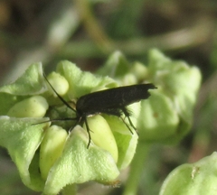 Acoloithus falsarius