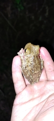 Boana crepitans