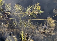 Utricularia