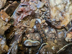 Desmognathus carolinensis