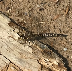 Aeshna interrupta interrupta