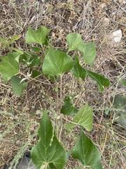 Matelea edwardsensis