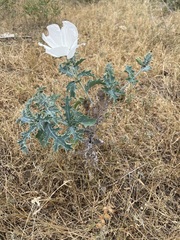 Argemone albiflora