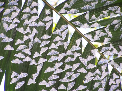 Satin White Palpita