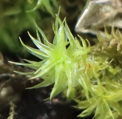 Leptodontium paradoxum