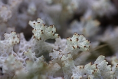 Pulchrocladia retipora