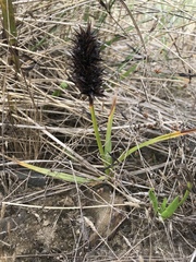 Carex macrocephala
