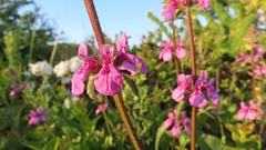 Stachys grandidentata