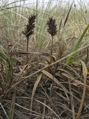 Carex macrocephala