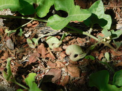 Aristolochia monticola